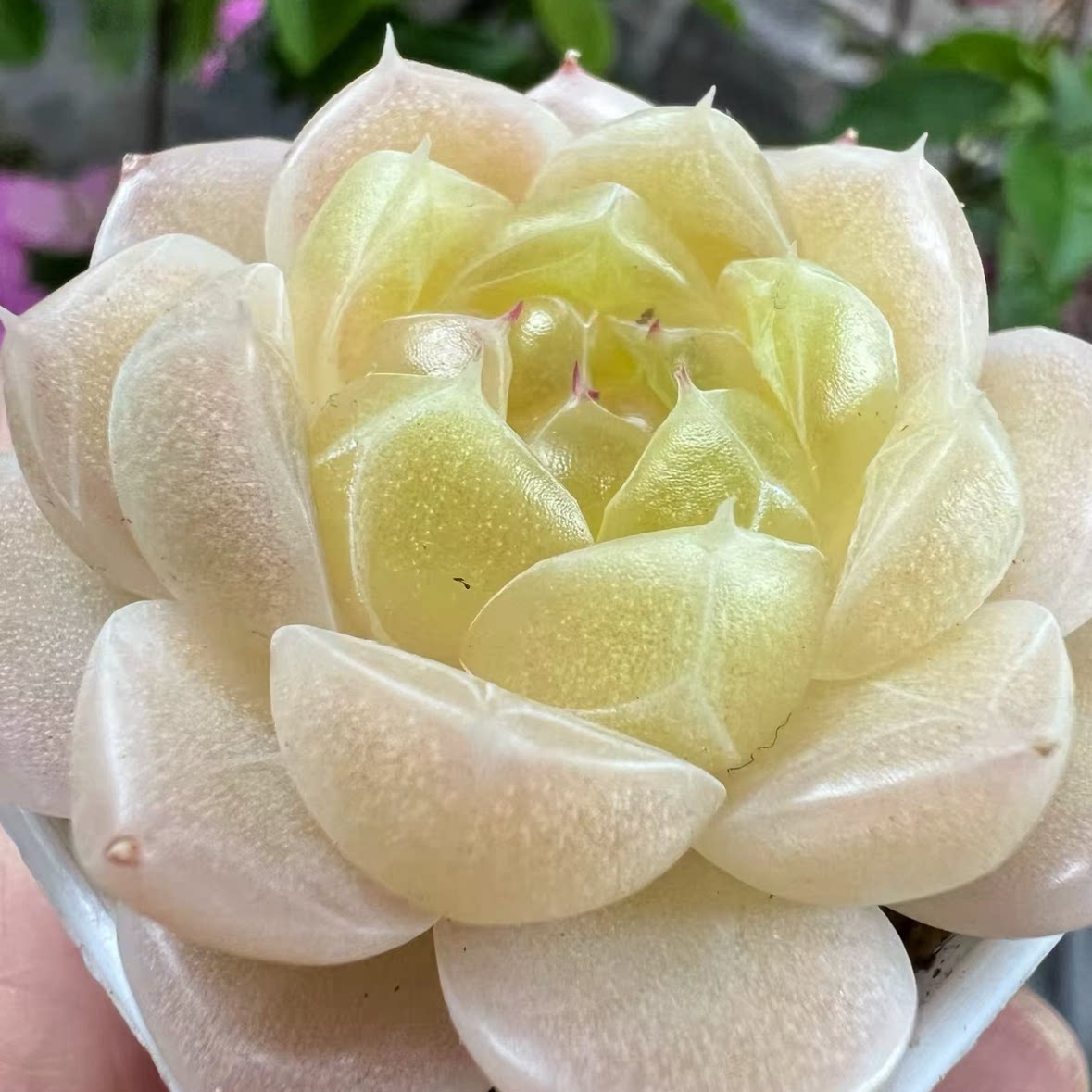 蜗牛大叔684-荼靡母本定繁图片