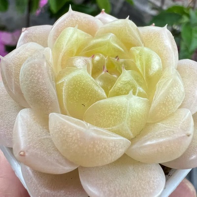 蜗牛大叔684-荼靡母本定繁