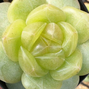 呱唧呱唧0021珍妮 一物一拍多肉 定向繁殖