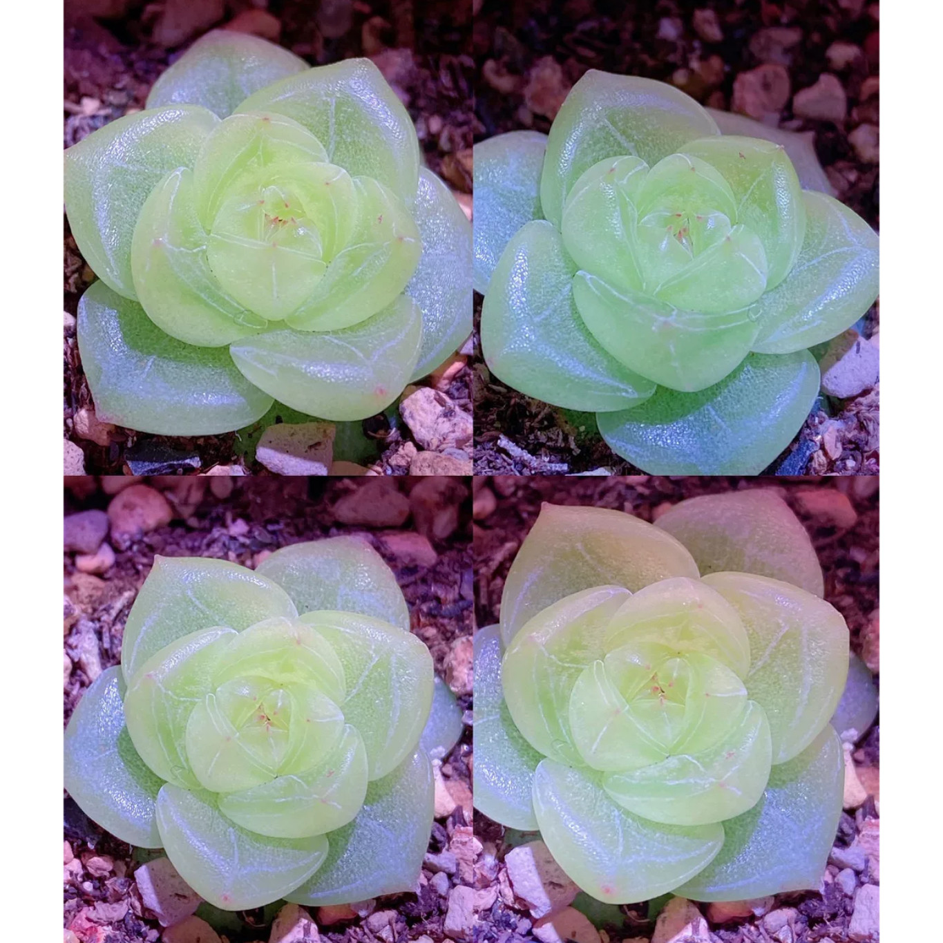 枕月珍妮 主图洛源母本定繁 一物一拍多肉,鲜花速递/花卉仿真/绿植园艺,多肉植物,淘宝优惠券,粉丝福利购,淘宝优惠卷