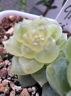 泼天的富贵C55 主图荼靡母本定繁 一物一拍 蜗牛大叔财富密码多肉