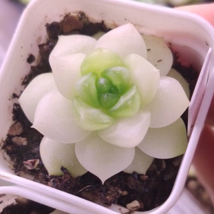 可达鸭8 主图小鹿酱母本定繁 一物一拍多肉