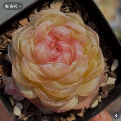 呱唧呱唧多肉-牡丹定向繁殖