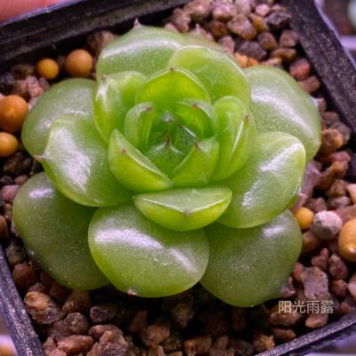多肉巫拉拉新品金貂定向繁殖
