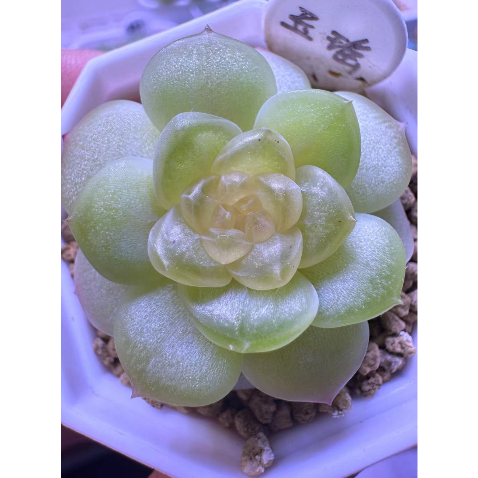 玉瑶 花陌派风花雪月熊猫糖心 定向繁殖 多肉一物一拍