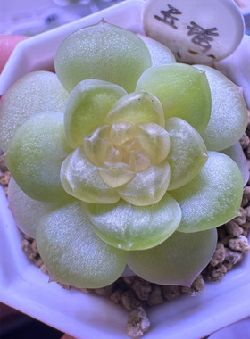 玉瑶花陌派风花雪月熊猫糖心