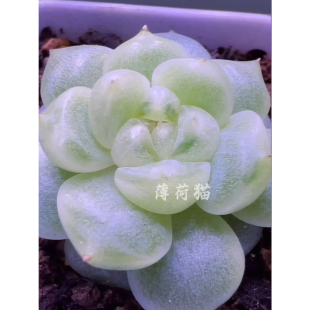 财富密码有财 主图薄荷猫母本定繁 一物一拍 蜗牛大叔的多肉