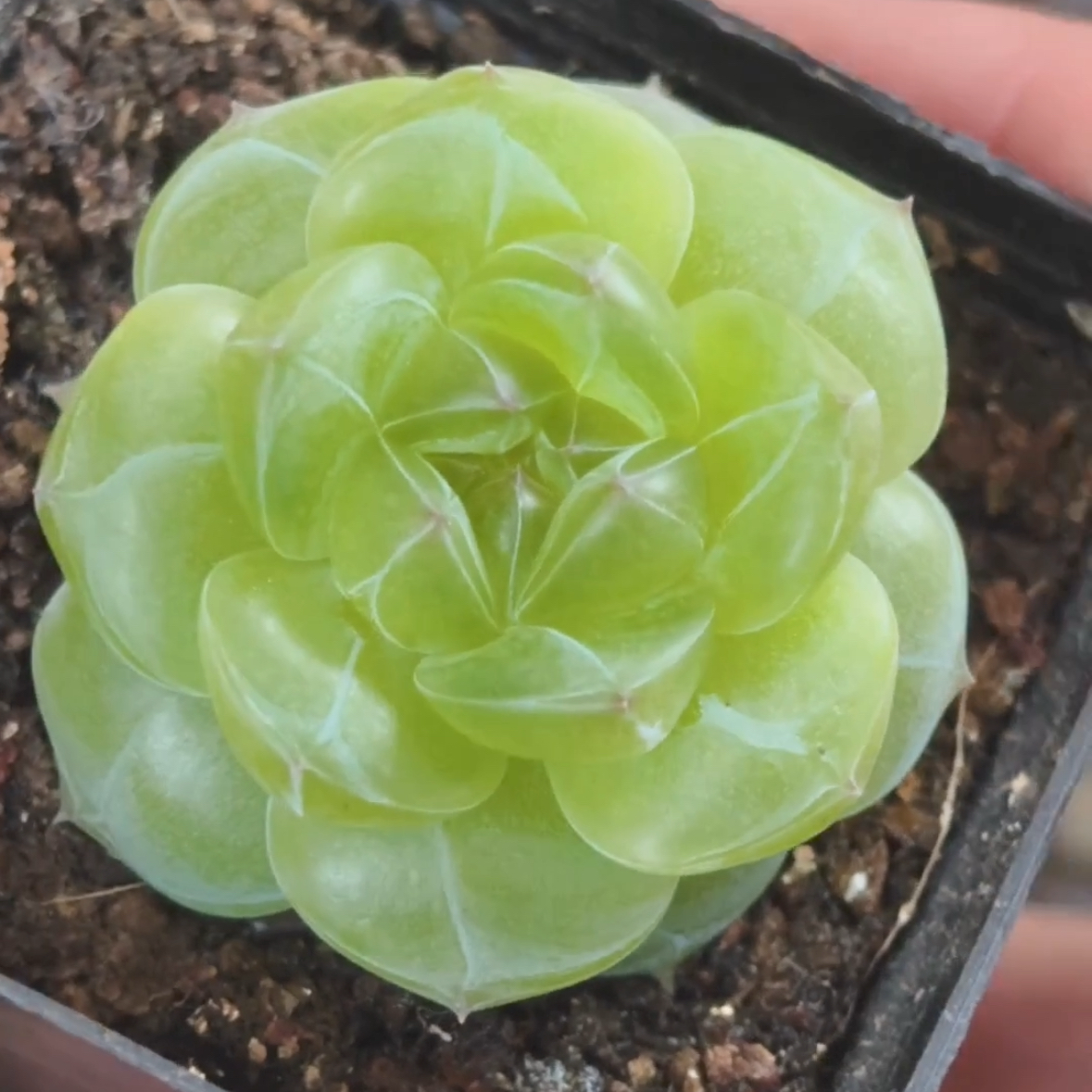 可达鸭优选 青瓜鸭 主图阿羚母本定繁 一物一拍多肉,鲜花速递/花卉仿真/绿植园艺,多肉植物,淘宝优惠券,粉丝福利购,淘宝优惠卷