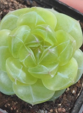 可达鸭优选 青瓜鸭 主图阿羚母本定繁 一物一拍多肉