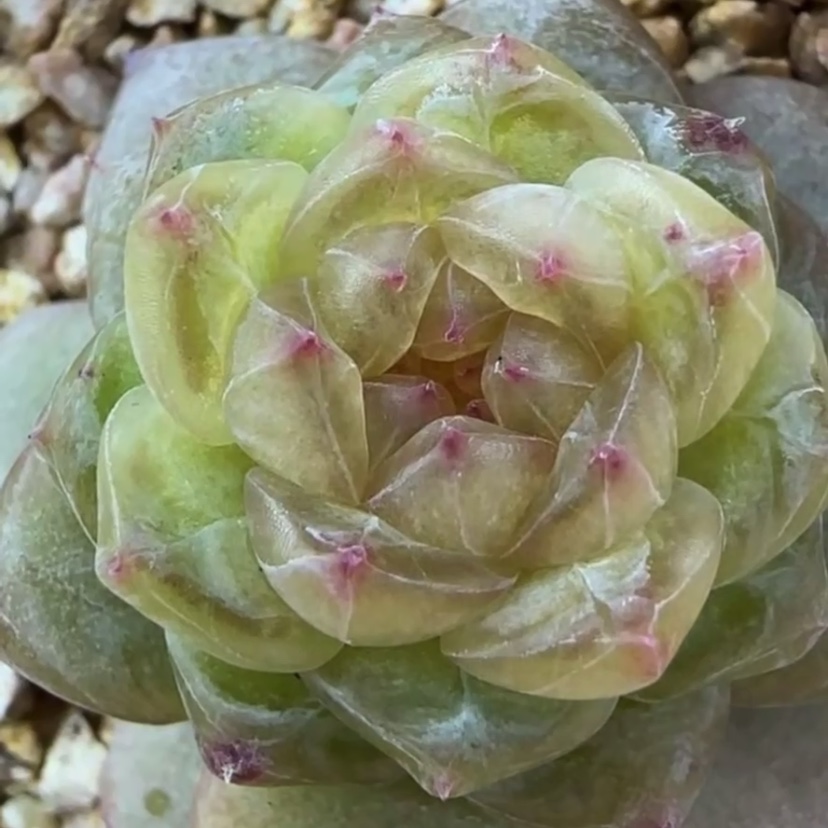 化水色多肉编号635主图母本定繁