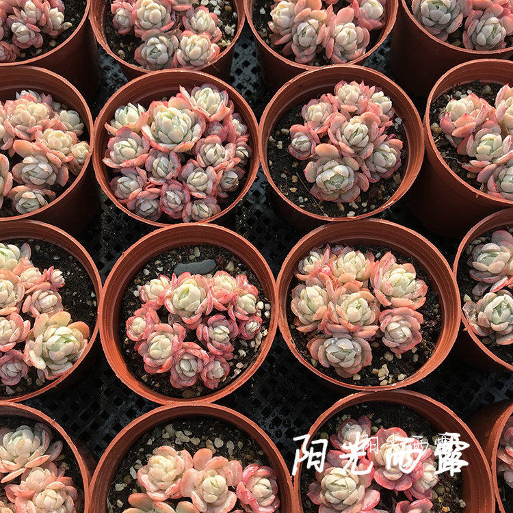 双子贝瑞柠檬贝瑞奶油贝瑞胭脂贝瑞缀化日冰多肉植物一物一拍