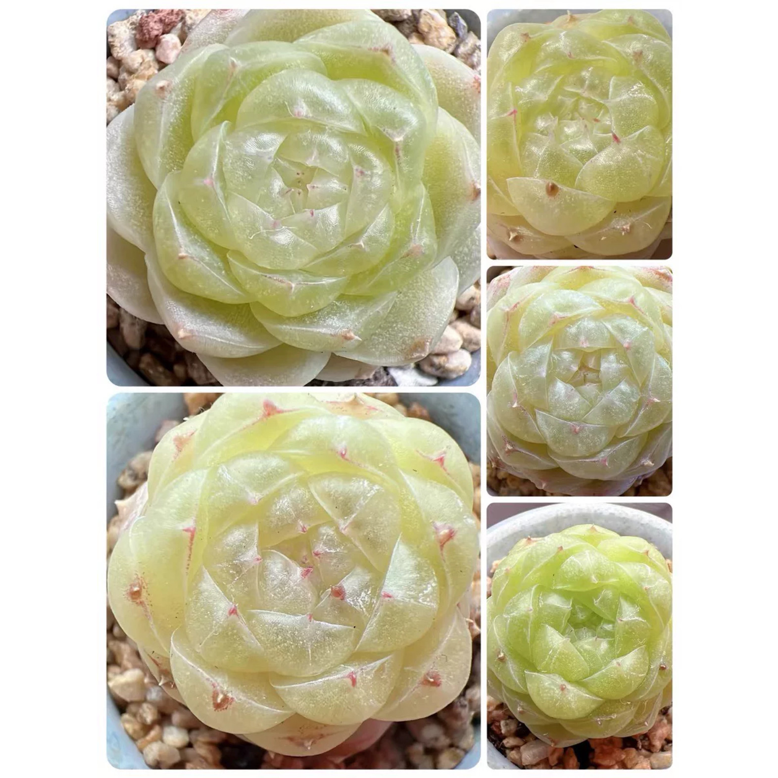 编号351麦秆 主图33母本定繁 一物一拍多肉,鲜花速递/花卉仿真/绿植园艺,多肉植物,淘宝优惠券,粉丝福利购,淘宝优惠卷