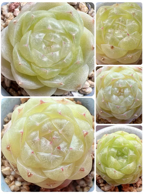 编号351麦秆 主图33母本定繁 一物一拍多肉