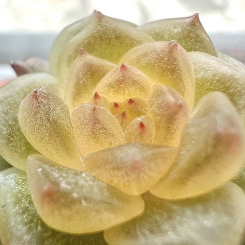 化水色荧光透甜心叶插定向繁殖