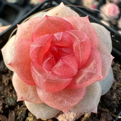 熊猫糖心-九重紫定向繁殖多肉