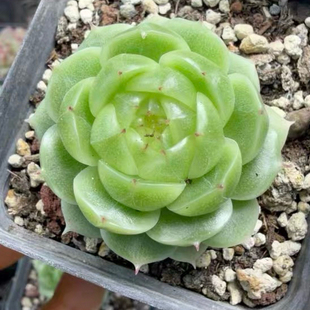 蜗牛大叔新品-双子 主图母本定向繁殖 一物一拍多肉