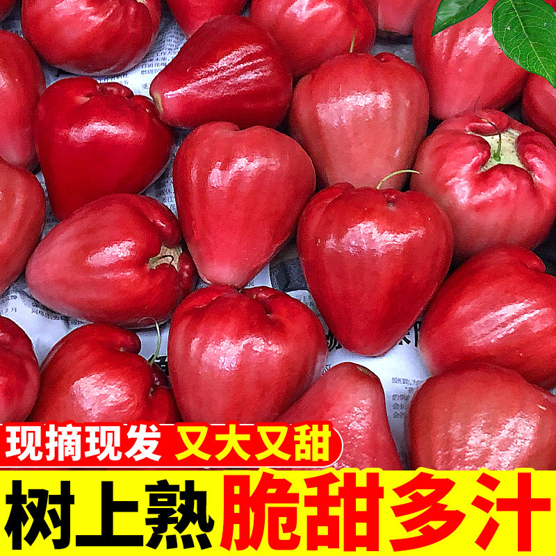 海南红宝石莲雾水果5斤当季新鲜水果特大果雾莲黑金刚连雾果整箱3