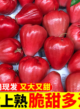 海南红宝石莲雾水果5斤当季新鲜水果特大果雾莲黑金刚连雾果整箱3