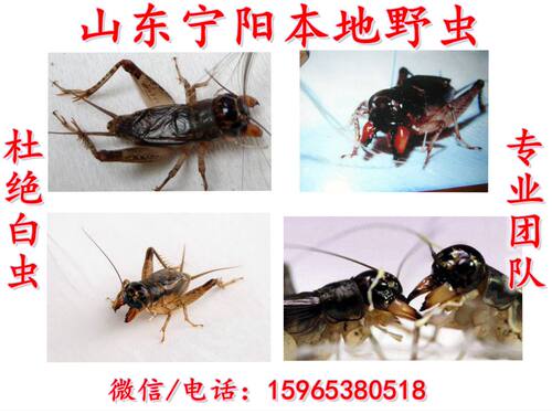 宁阳县泗店本土野生蟋蟀活体