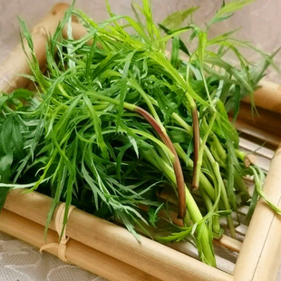 东北野生柳蒿芽 新鲜采摘纯野生头茬嫩柳蒿芽袋装东北海拉尔特产