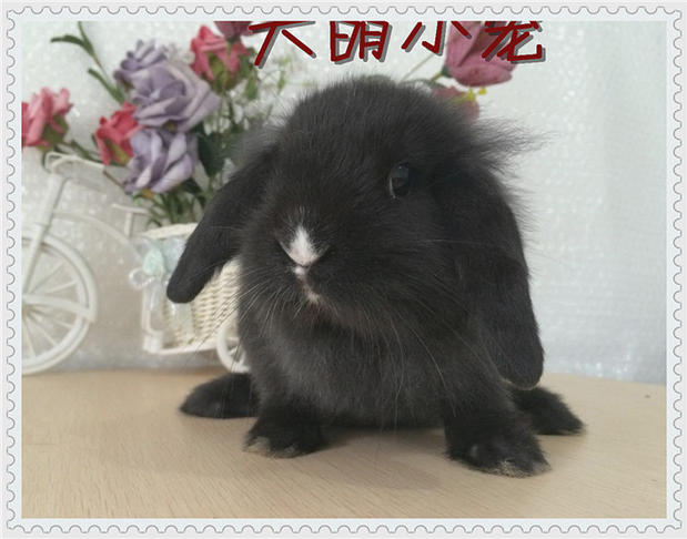 大萌小宠*自家繁殖 黑色荷兰迷你垂耳兔,猫猫兔活体,疫苗已打.