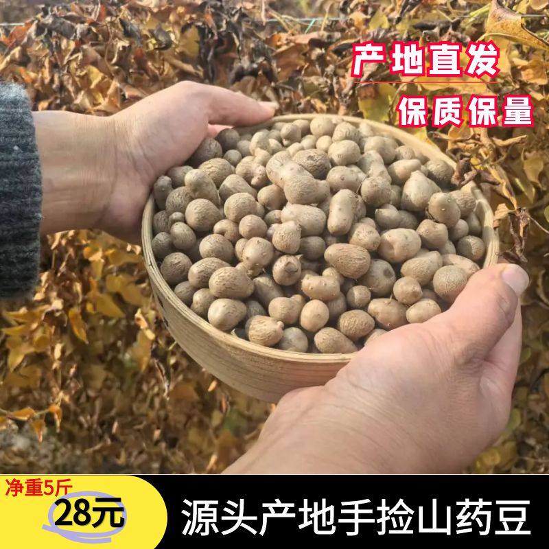 正宗新鲜铁棍山药豆温县山药蛋营养健康低脂可做小零食山药零余子