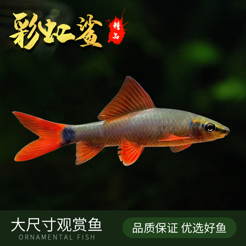 热带小型活体粉红鲨低栖清洁工具鱼活体彩虹鲨淡水耐养耐活观赏鱼