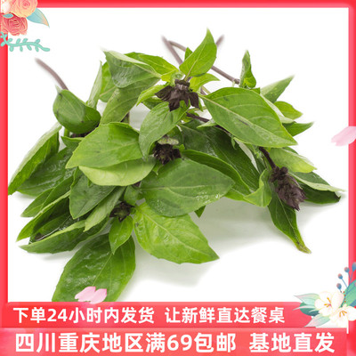 九层塔金不换泰国罗勒叶三杯鸡冬阴功香料顺丰包邮thai basil100g