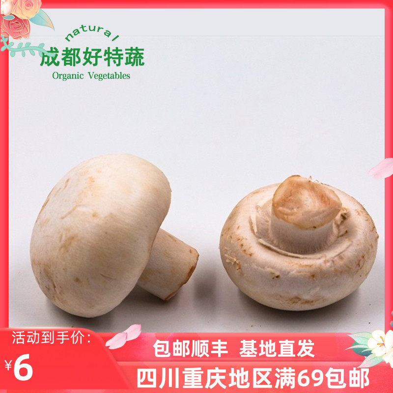 成都好特蔬口蘑白蘑菇新鲜蔬菜西餐食材顺丰包邮mushroom 250g