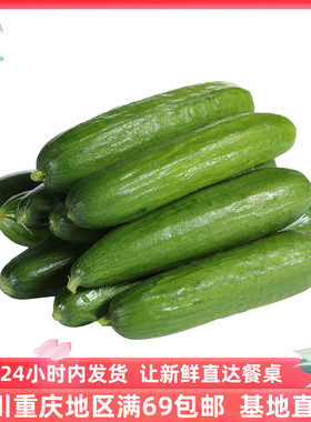 成都好特蔬水果黄瓜 小黄瓜新鲜沙拉蔬菜顺丰包邮cucumber 500g