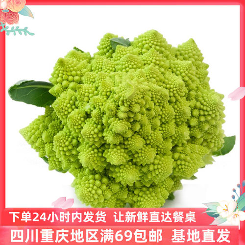 新鲜罗马特色包邮宝塔花菜