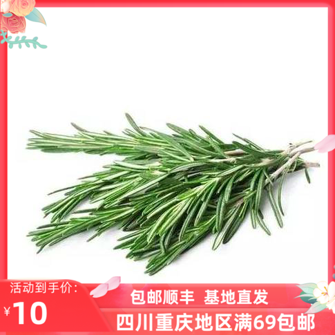 新鲜西式香料迷迭香牛排调料成都好特蔬ROSEMARY 100G顺丰包邮