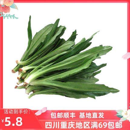 大香菜新鲜食用香料特色蔬菜刺芫茜刺芹芫荽250g顺丰包邮