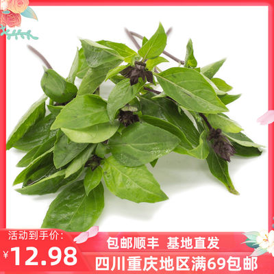 九层塔金不换泰国罗勒叶三杯鸡冬阴功香料顺丰包邮thai basil100g