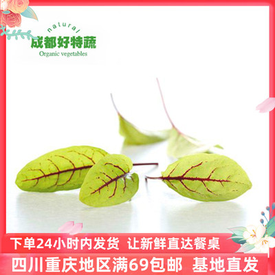 成都好特蔬酸模叶新鲜蔬菜西餐装饰食材包邮red sorrel 40pcs盒