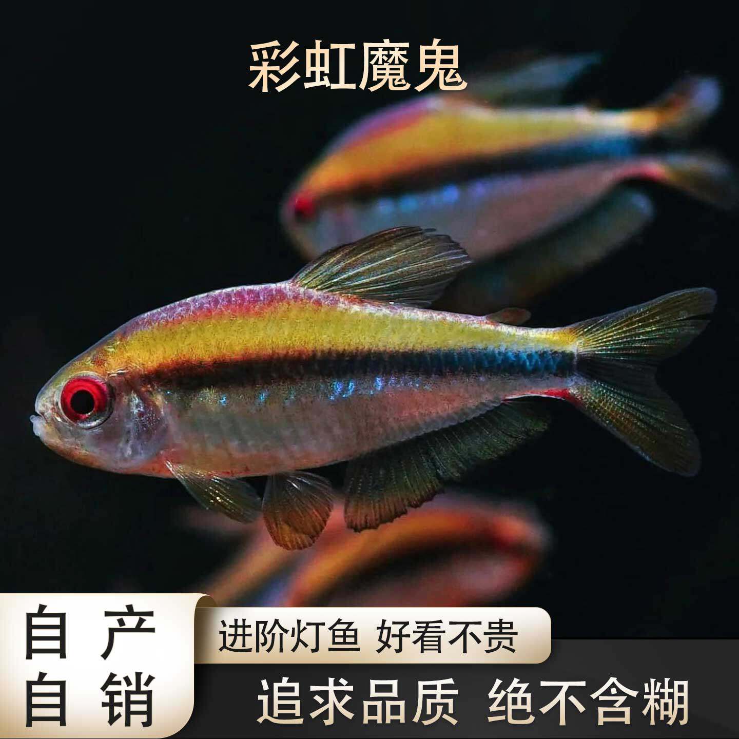 鱼禅水族老版彩虹魔鬼F1高端南美淡水鱼热带小型观赏鱼灯科草缸
