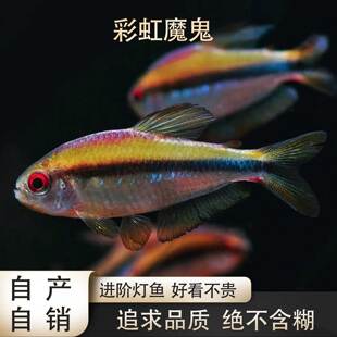 鱼禅水族老版 彩虹魔鬼F1高端南美淡水鱼热带小型观赏鱼灯科草缸