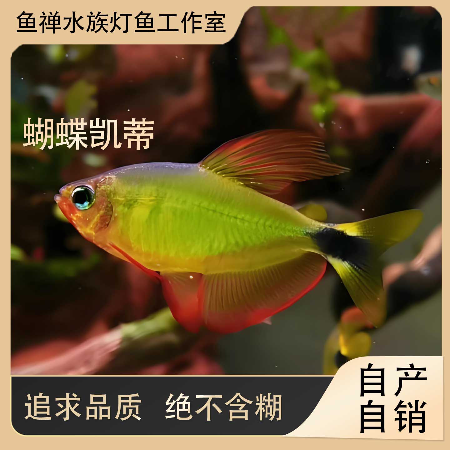 鱼禅水族好养漂亮热带鱼蝴蝶凯蒂