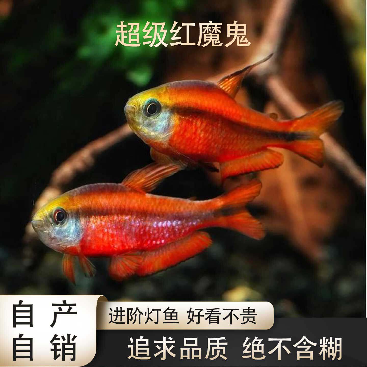 鱼禅水族南美超红魔鬼活体观赏鱼