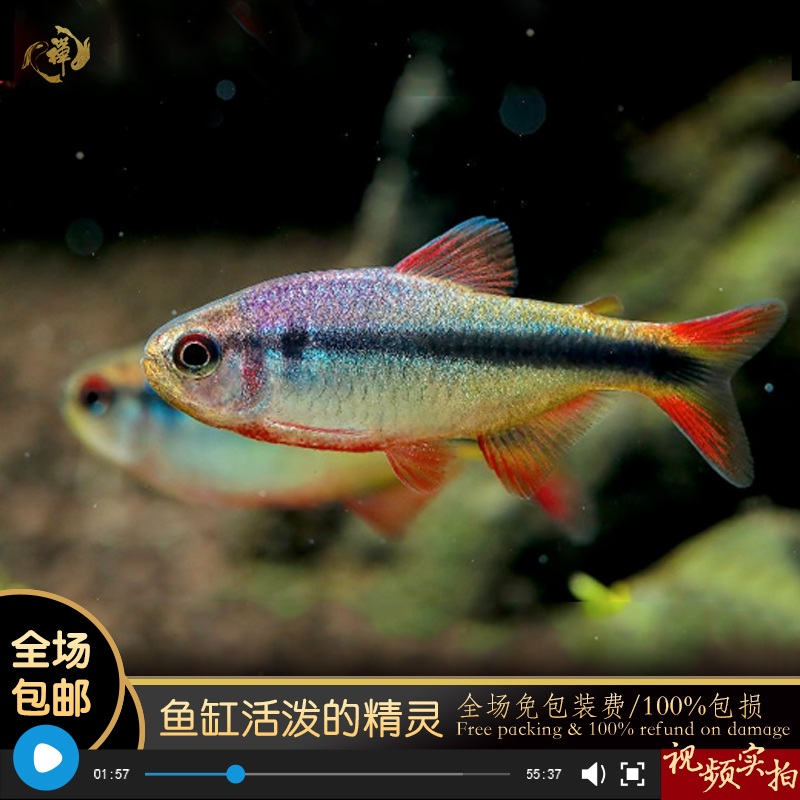 鱼禅水族皇室青魔鬼鱼小型热带观赏鱼好养包活热带鱼群游混养温顺 宠物/宠物食品及用品 鱼 原图主图