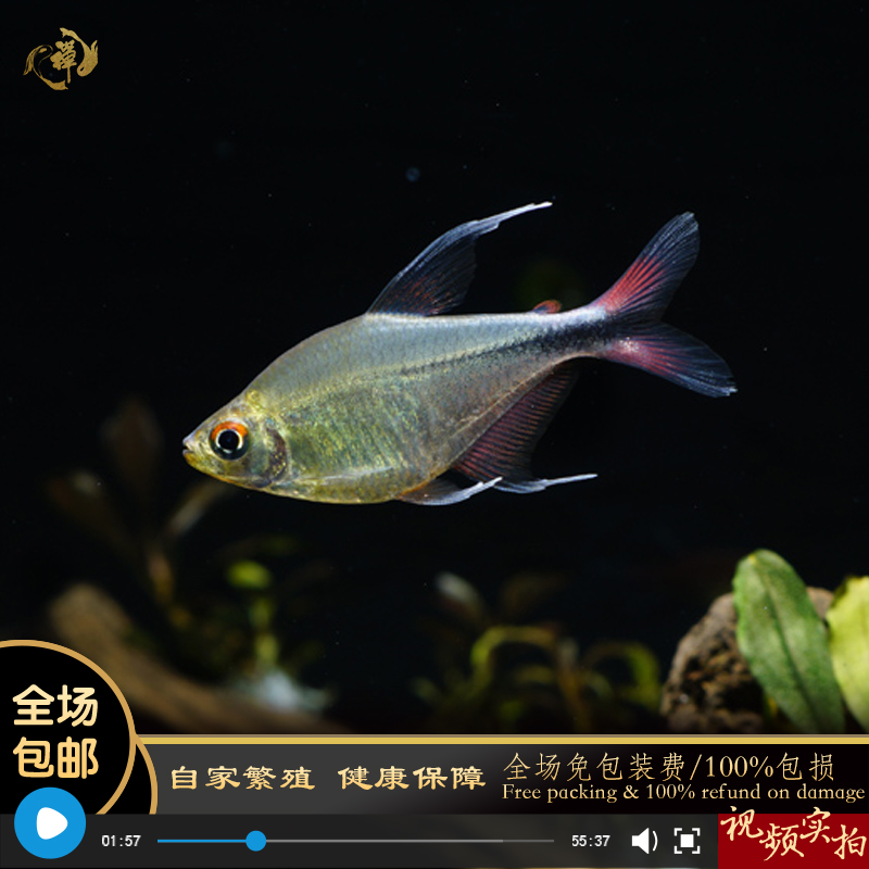 鱼禅水族红尾银钩南美进口高端灯科鱼淡水鱼草缸群游鱼热带鱼活体 宠物/宠物食品及用品 鱼 原图主图