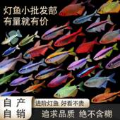 鱼禅水族宝莲灯皇室青魔鬼甜心柠檬超红彩虹魔鬼电光du药热带鱼