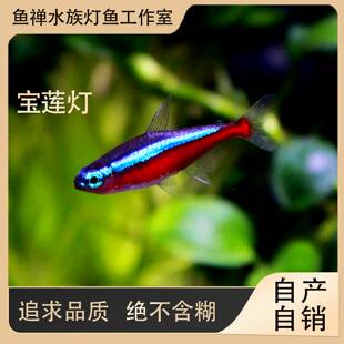 鱼禅水族巴西宝莲灯钻石霓虹灯鱼南美草缸群游巴西小型热带观赏