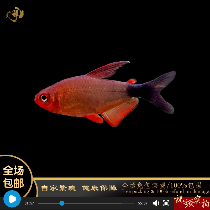 鱼禅水族恶魔凯蒂高端灯鱼宝狮灯南美草缸集邮小型热带观赏鱼 宠物/宠物食品及用品 鱼 原图主图