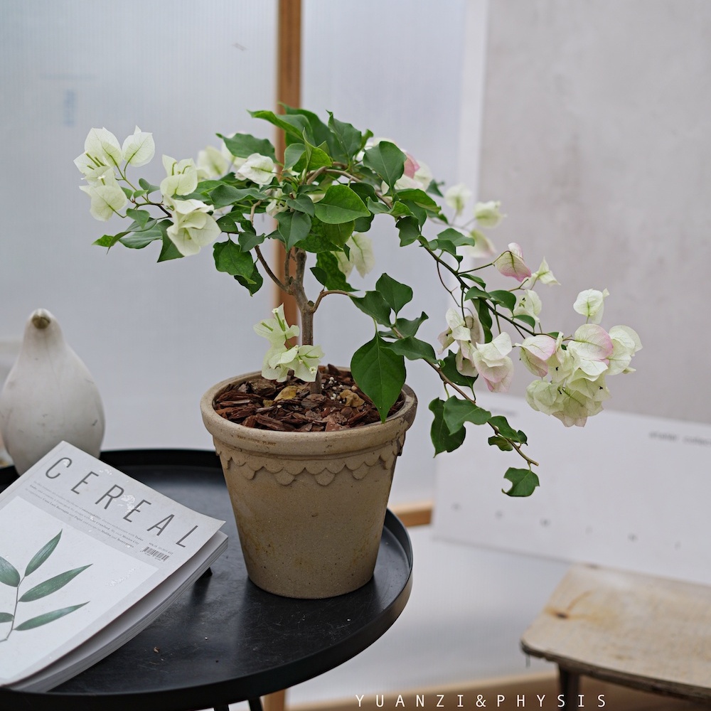 三角梅绿樱可开花爆盆四季开花