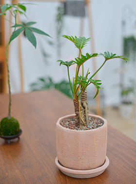 PHYSIS森系绿宝石」龙鳞小天使室内超好养盆栽老桩净化空气美观好