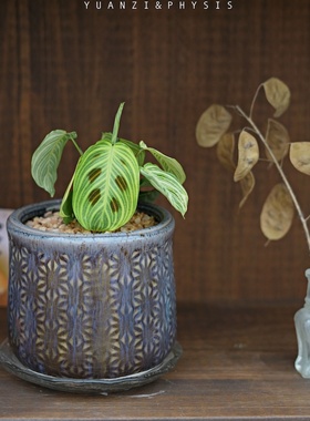 PHYSIS会运动的富贵蝉 金丝叶蝉室内耐阴耐热植物ins风叶片超美