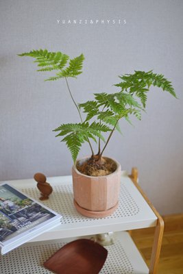 红盖毛鳞蕨室内净化空气吸甲醛