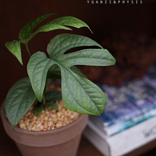 蓝网龟背竹攀缘植物好养净化空气