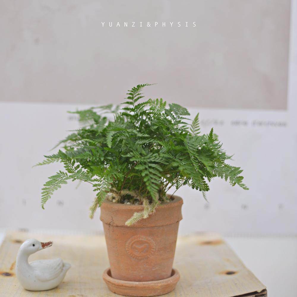 PHYSIS春色 狼尾蕨超好养室内耐阴盆栽寓意美好送礼可爱净化空气,鲜花速递/花卉仿真/绿植园艺,绿植,淘宝优惠券,粉丝福利购,淘宝优惠卷